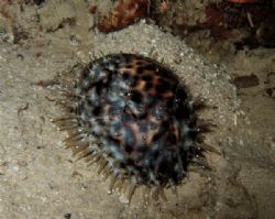 Tiger cowry on a night dive! by Alex Lim 